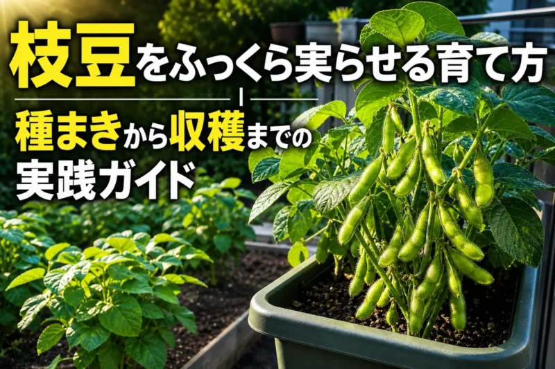 家庭菜園でふっくらした莢を付けた枝豆の株。