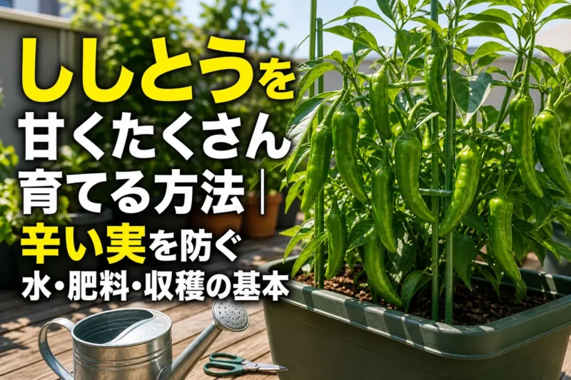 プランターで青々と育ち、多くの実をつけたししとう。