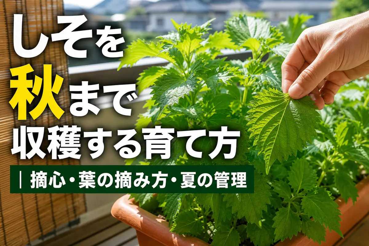 プランターで育った青じその葉を収穫している様子。