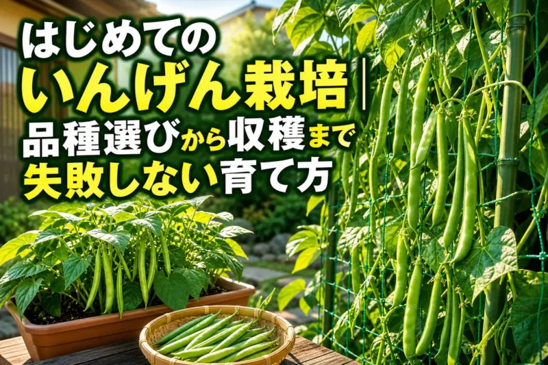 支柱で育つつるありいんげんとプランターのつるなしいんげん。