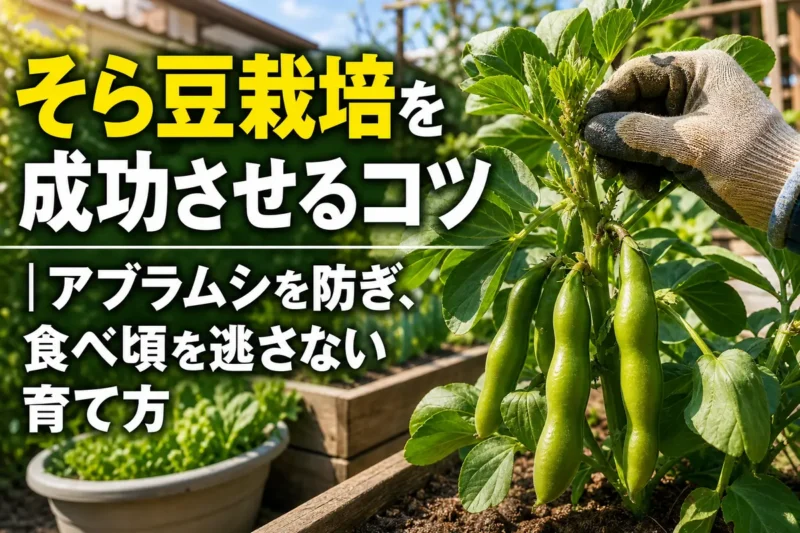 家庭菜園で下向きに実ったそら豆のさやと新芽を確認する様子。