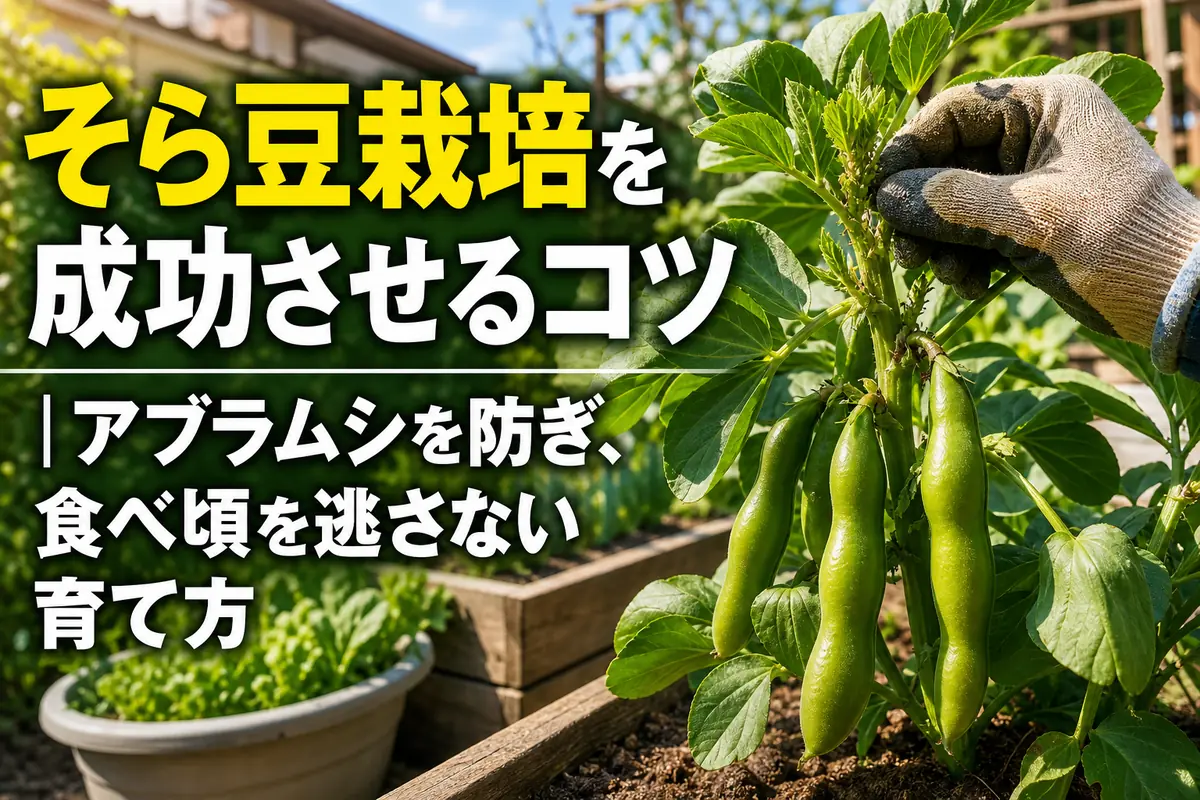 家庭菜園で下向きに実ったそら豆のさやと新芽を確認する様子。