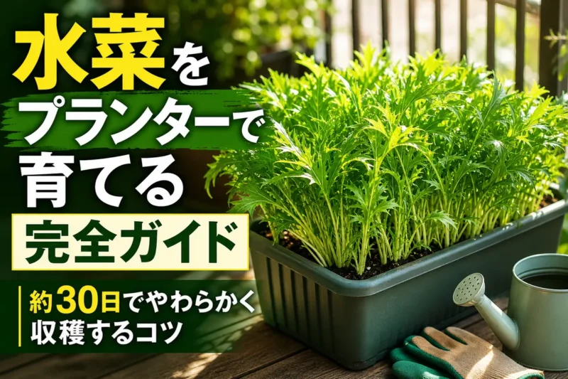 ベランダのプランターでみずみずしく育つ水菜。