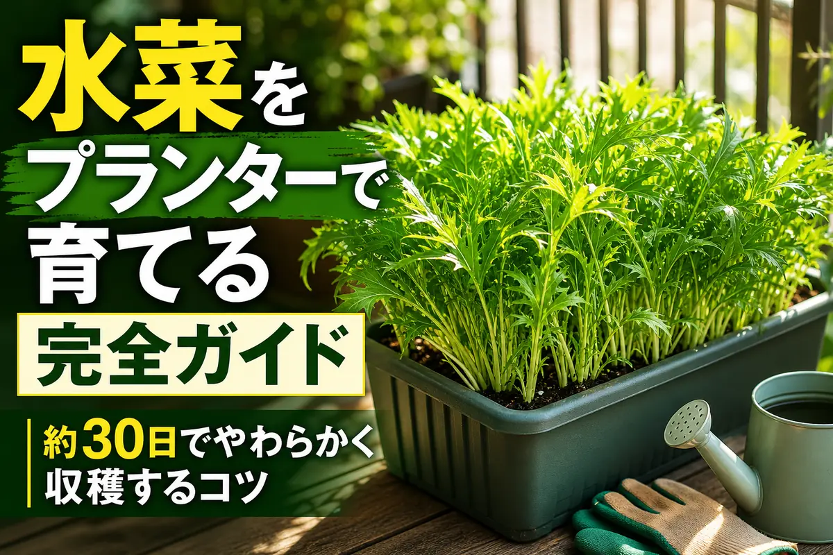 ベランダのプランターでみずみずしく育つ水菜。