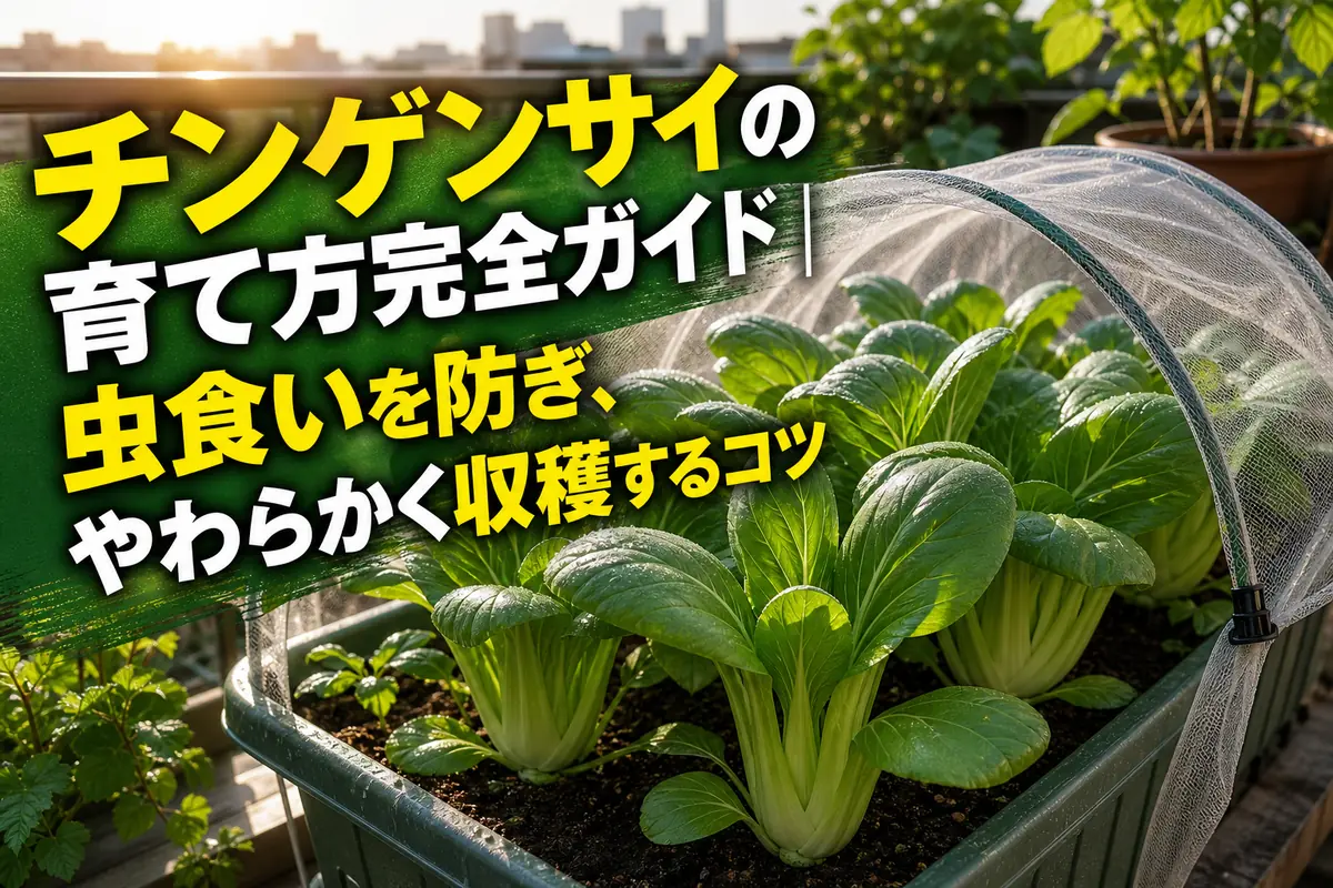 防虫ネットの中でみずみずしく育つチンゲンサイ。