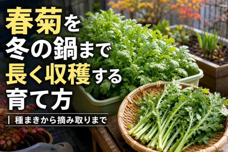 冬の収穫期を迎えたプランターの春菊と摘み取った葉。