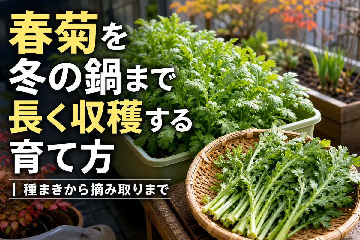 冬の収穫期を迎えたプランターの春菊と摘み取った葉。