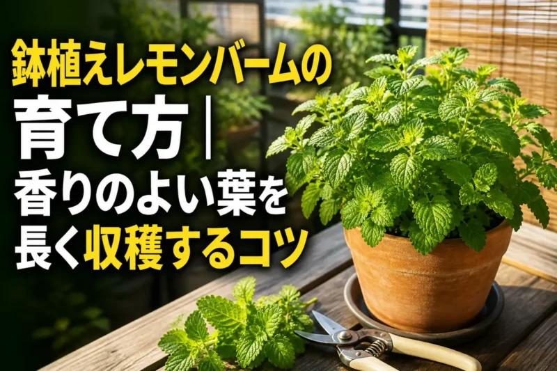 鉢植えで青々と育つレモンバームと収穫した若葉。