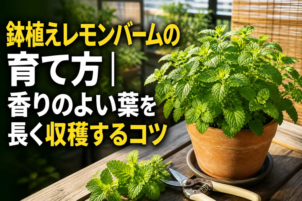鉢植えで青々と育つレモンバームと収穫した若葉。