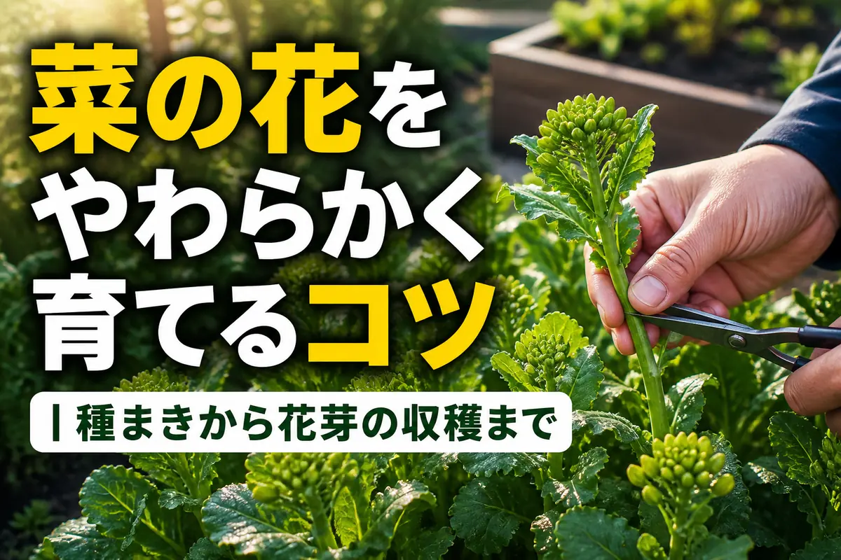 家庭菜園で開花前のやわらかな菜の花を収穫する様子。