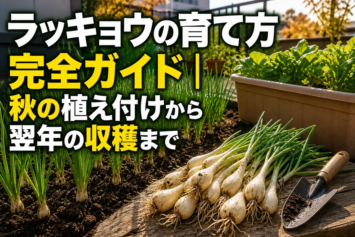 畑とプランターで元気に育つラッキョウと収穫した球。