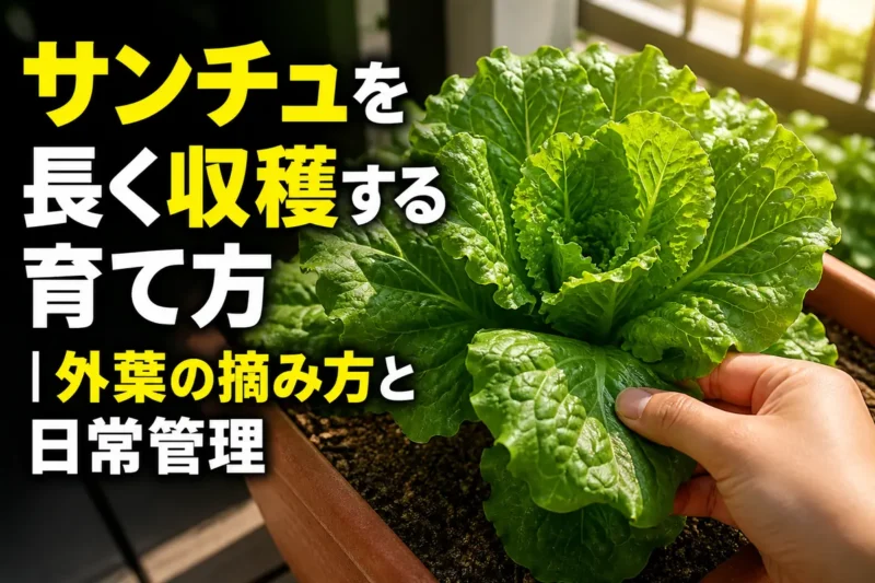 プランターで育つサンチュの外葉を手で収穫している様子。