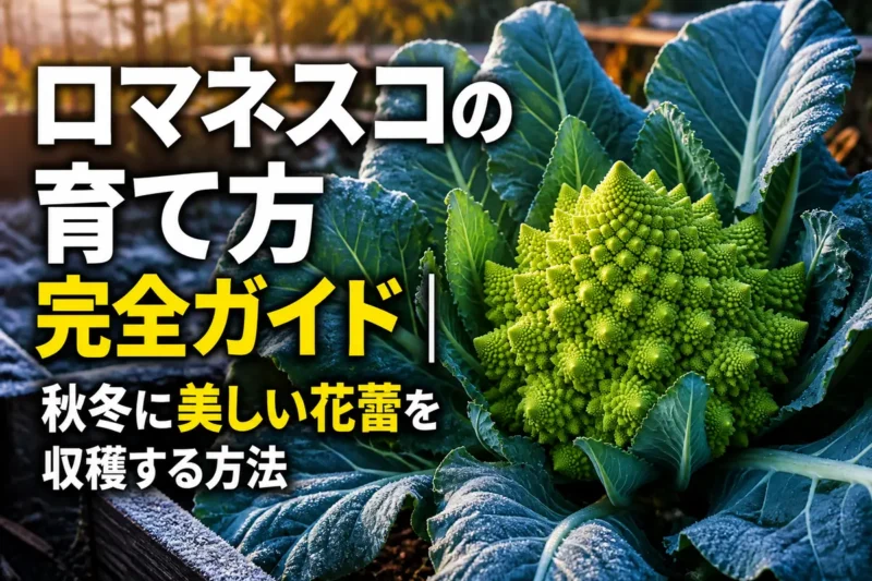 秋冬の菜園で大きな葉に包まれて育つロマネスコ。