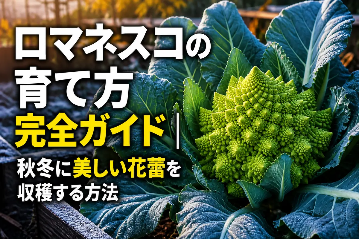 秋冬の菜園で大きな葉に包まれて育つロマネスコ。