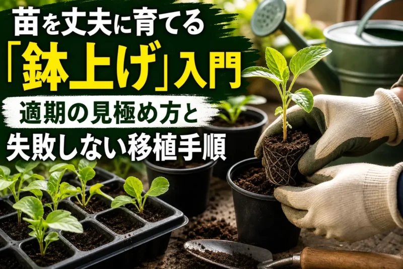 セルトレイの野菜苗を育苗ポットへ鉢上げしている様子。