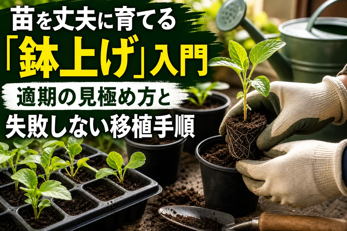 セルトレイの野菜苗を育苗ポットへ鉢上げしている様子。