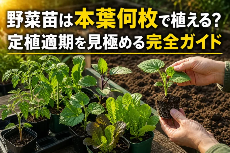 本葉が育った複数の野菜苗を植え付け前に確認している様子。