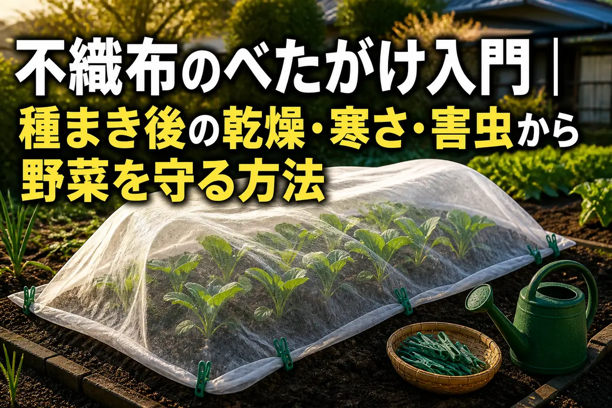 野菜の幼苗を白い不織布でべたがけした家庭菜園の畝。