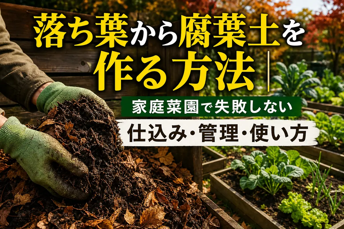 落ち葉と黒褐色の腐葉土を手で確認している家庭菜園の様子。