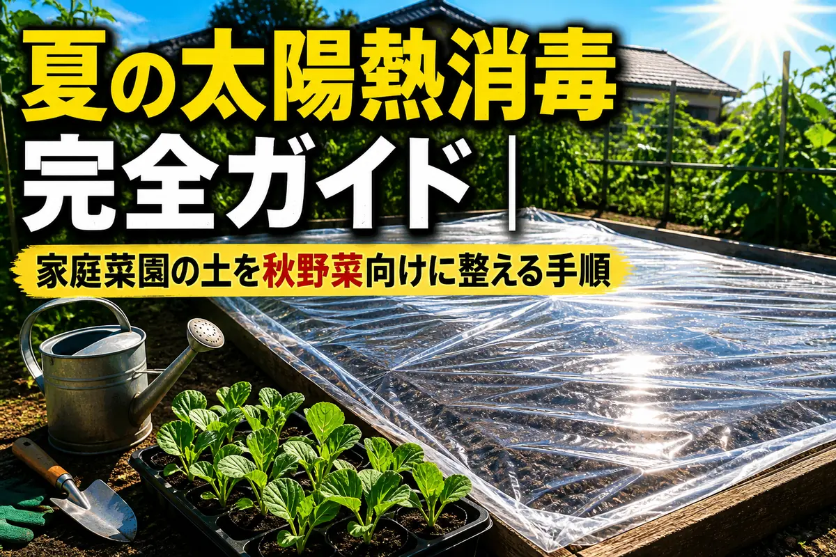 夏の日差しの下、透明フィルムで太陽熱消毒している家庭菜園の畝。