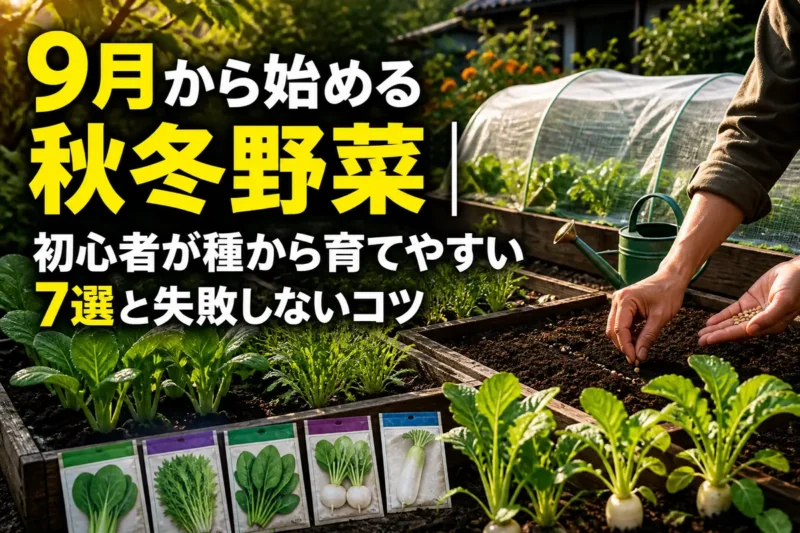 9月の家庭菜園で秋冬野菜の種をまく様子。
