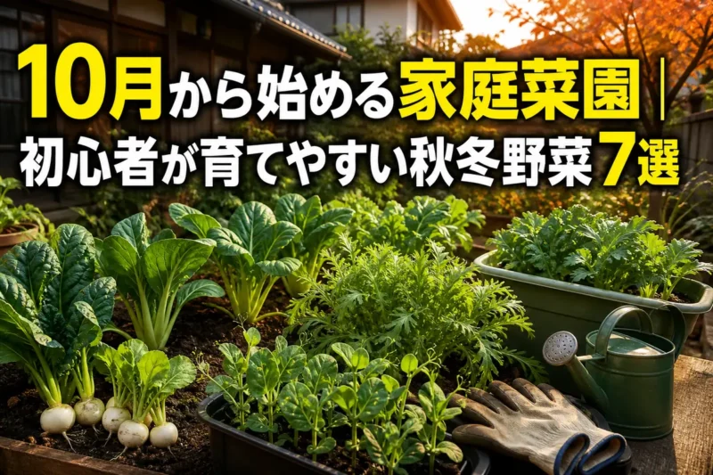 秋の日差しの中で育つホウレンソウやコマツナなどの家庭菜園。