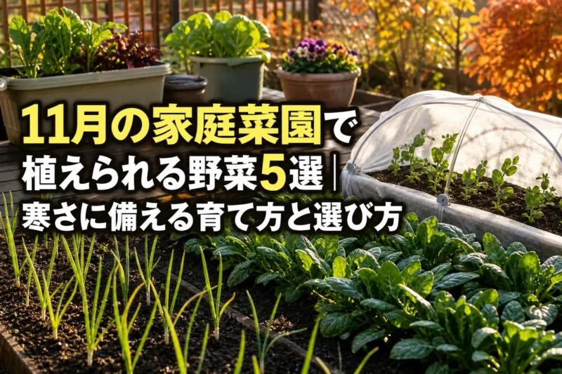 晩秋の日差しの中でタマネギや葉物野菜を育てる家庭菜園。