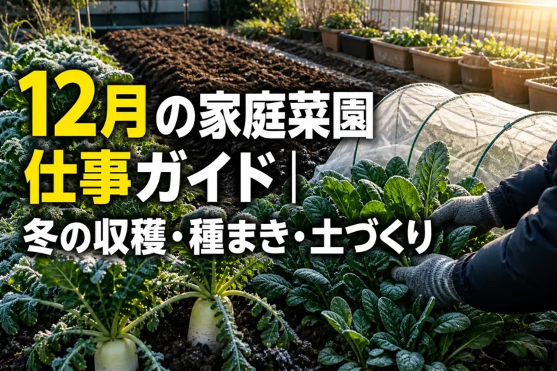 霜の降りた冬の家庭菜園で葉物野菜と土の状態を確認している様子。