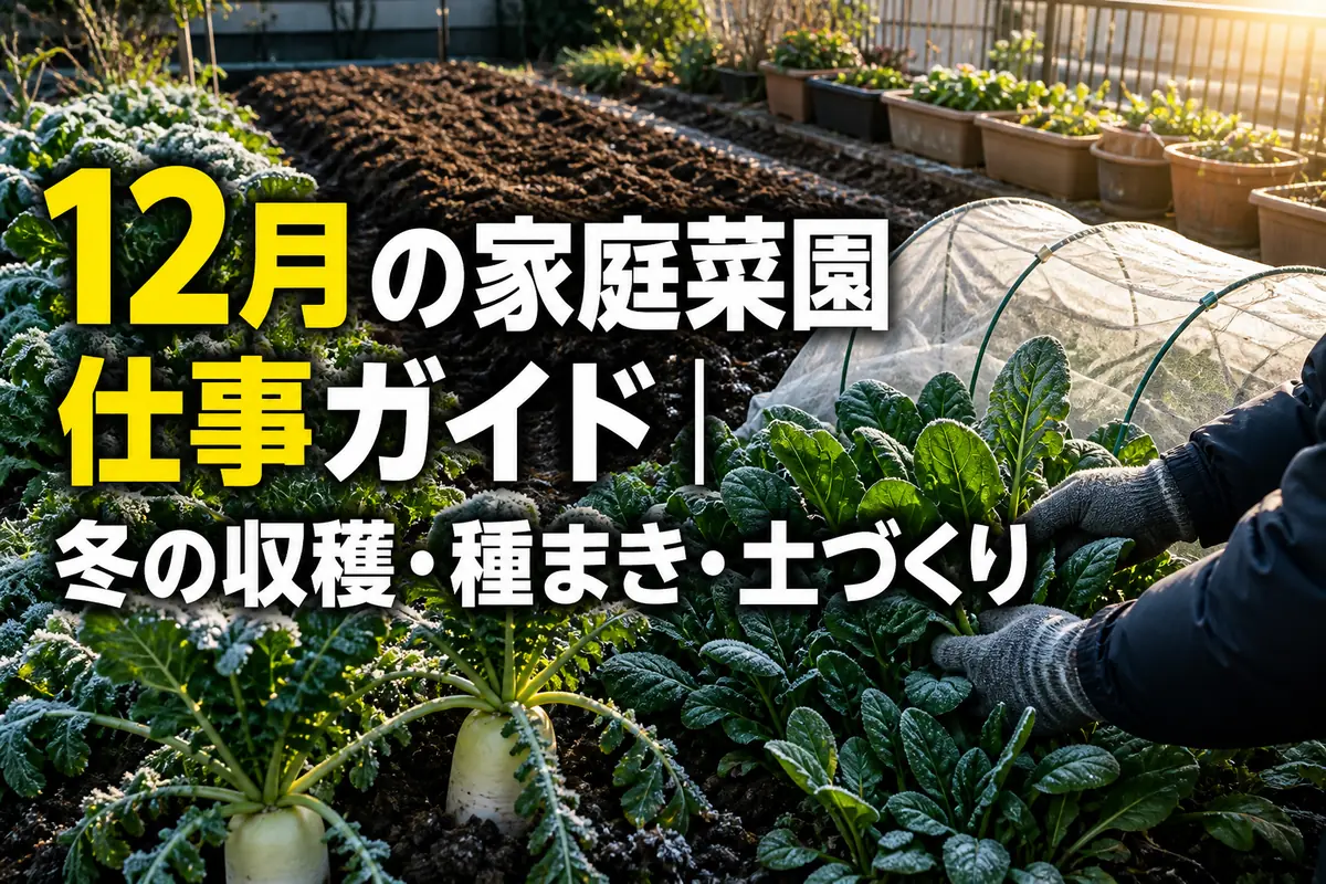 霜の降りた冬の家庭菜園で葉物野菜と土の状態を確認している様子。