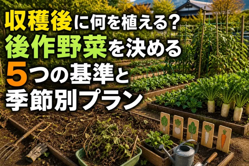 収穫後の畝を整え、次の野菜を植える準備をした家庭菜園。
